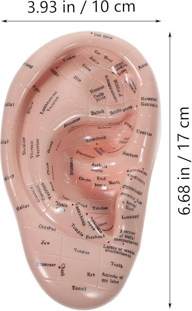 Auricular therapy image 2